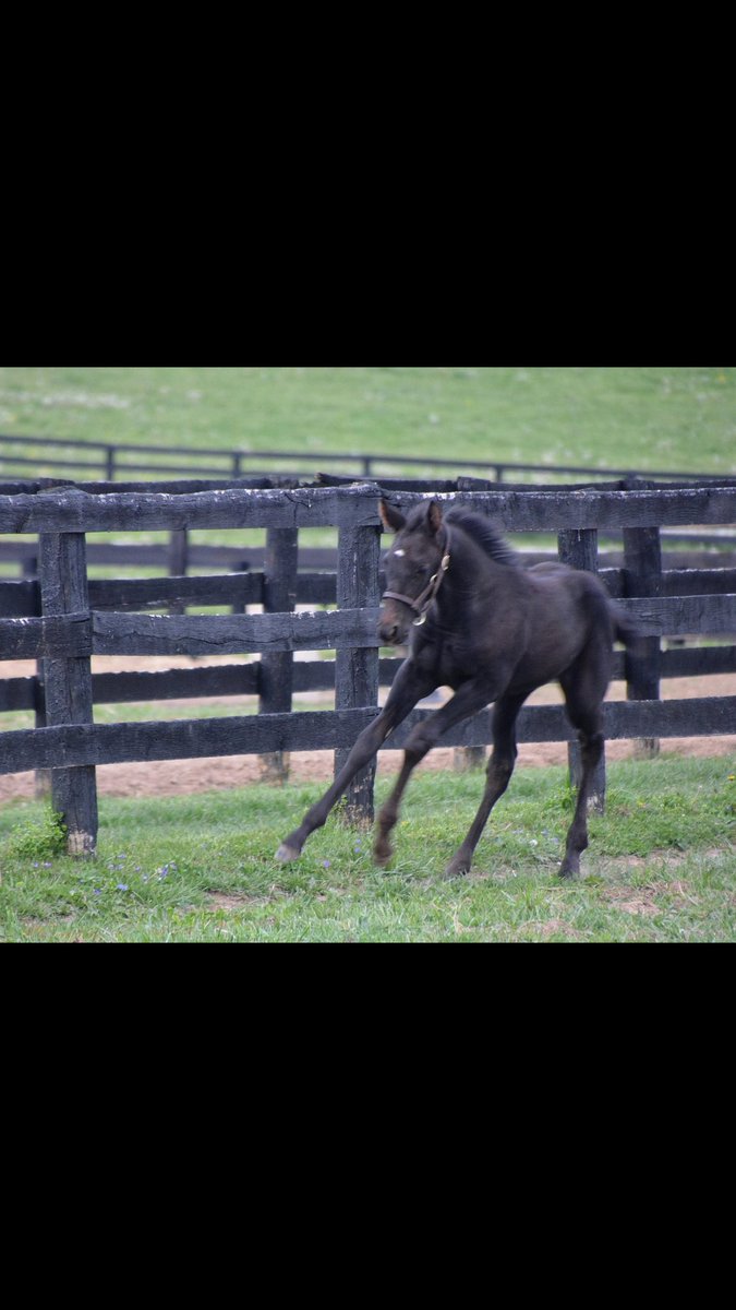 Fancy filly by @AdenaSprings @BreedersCup Classic winner  #FortLarned! She has fast blood top to bottom - #HolyBull dam.