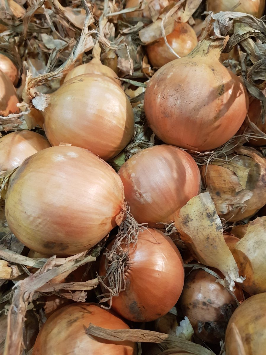 ericmoerdijk's tweet photo. Eigen voorraad #uien uit de mechanische koeling beoordeeld.
Kwaliteit en spruitrust prima. Kunnen nog wel even mee.
#FirstClassQualityOnions https://t.co/WRSAkHs4nY