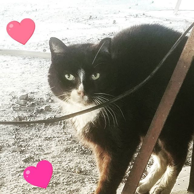 GreenpointCats's tweet photo. We're very sad to announce that one of our marvelous babies went to the big feeding station in the sky. Poor Lumpy, a staple of our colony, was diagnosed with cancer which left him unable to live happily. We're all glad to know that he went peacefully, b… https://t.co/tToN5MaWZU https://t.co/xd0BkCgZQ8