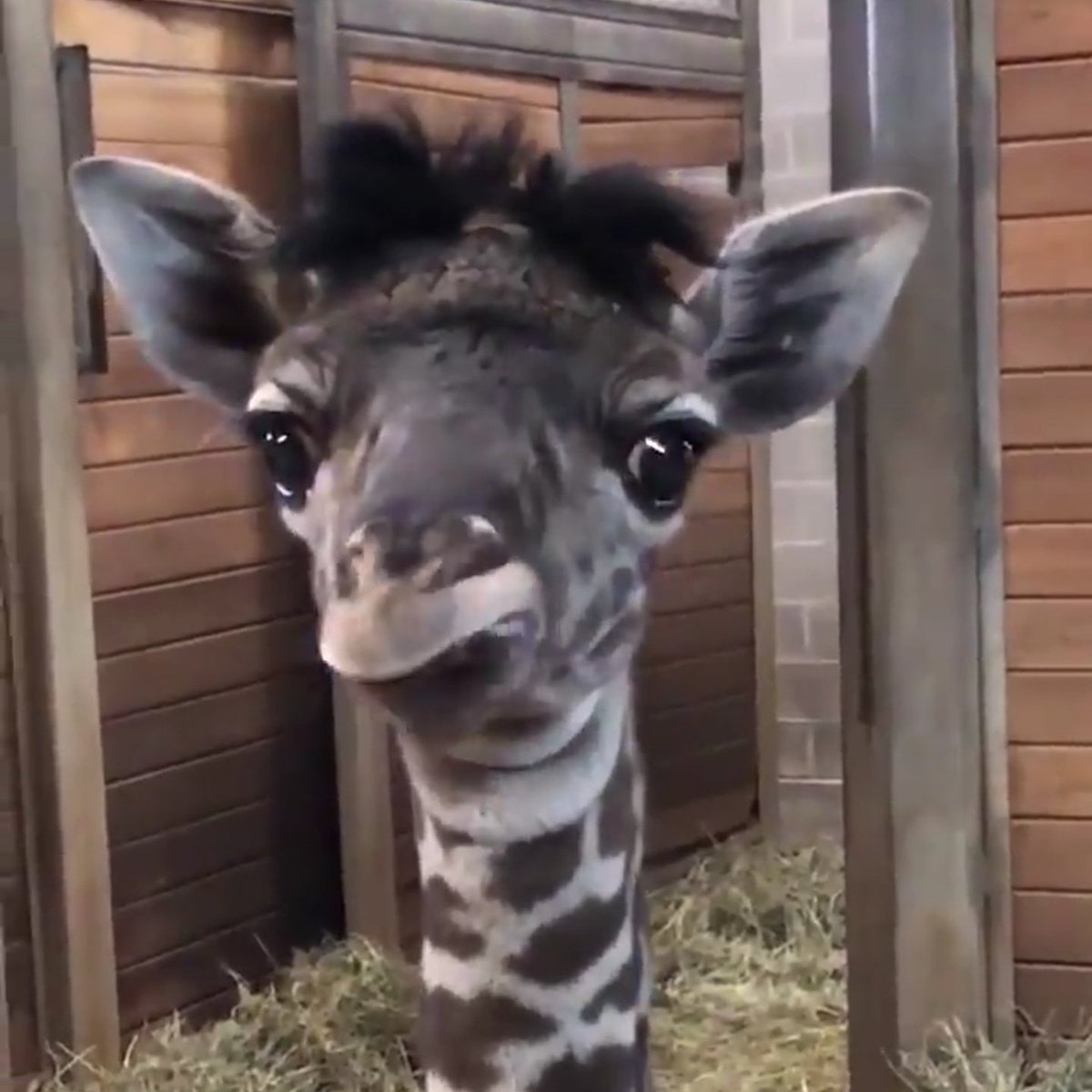 AmaMills101's tweet photo. Why does this baby giraffe remind me of Prof Noel Fitzpatrick? 🤔😅😅💖💖 #supervet https://t.co/SnKvnm8QIc
