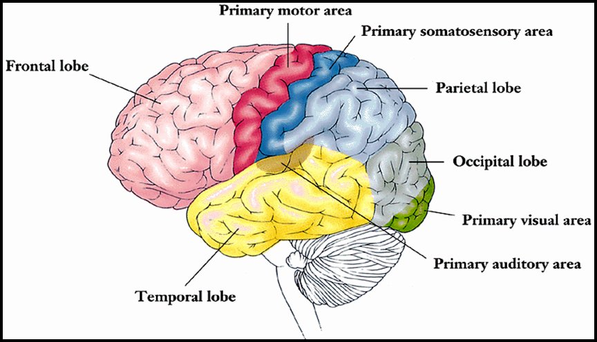 Psych_Review's tweet photo. Cerebral Cortex https://t.co/3y8s6RoBGs