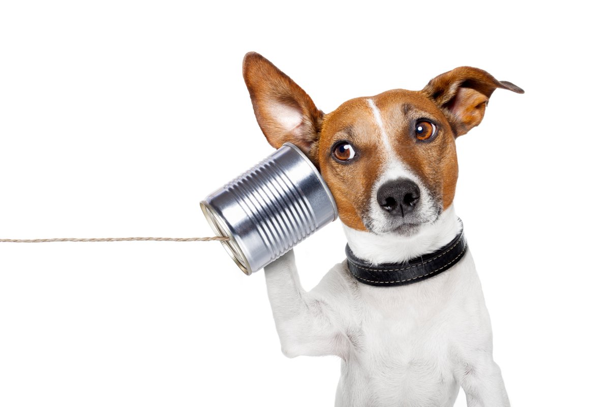 MyPetential's tweet photo. Talking with dogs? And they do talk! 🙈🙉🙊 - https://t.co/Wc46KXe4Dr https://t.co/wCc7Bf73Eq