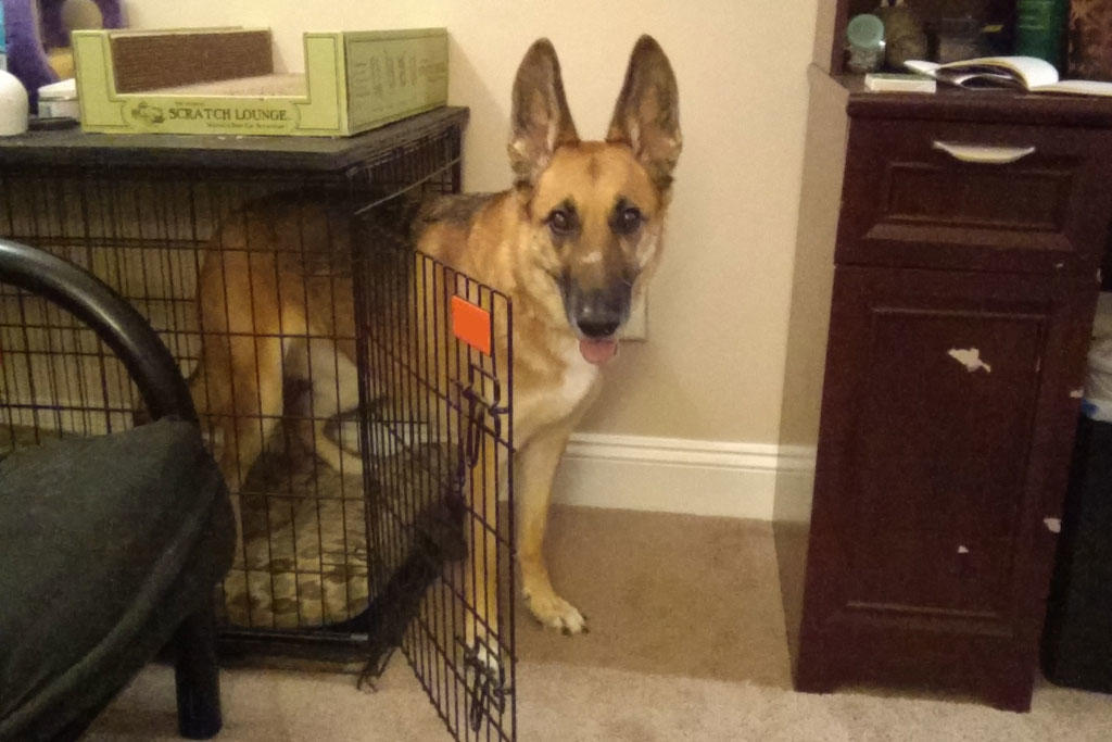 globalk9ps's tweet photo. A dog’s relationship with his crate is not dependent on age or breed, but his individual preference, and of course, how well he has been crate-trained. 

Link: https://t.co/9IWZKPf9BL https://t.co/FmOVjGUd1H