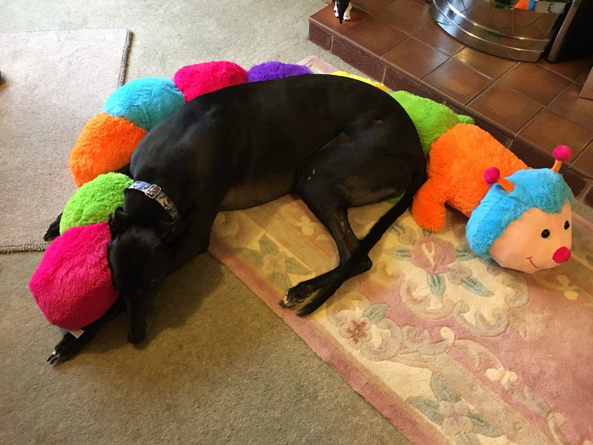 cuddlepillar greyhound