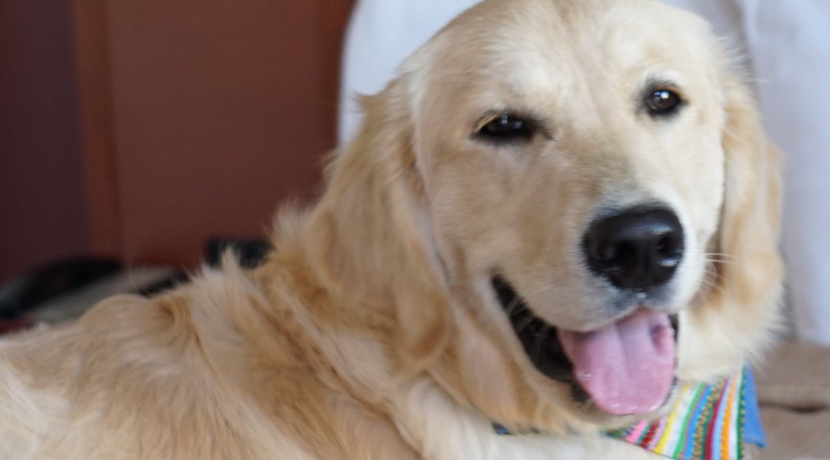 GoldenWoofs's tweet photo. Woofs! pawsome cleaning #pettips for #petprents 🐾 remember to claim your free @Simple_Solution e-book https://t.co/DBT4WmVFi0 #PetLifeChat 🐾 #happypup KORU BEAR https://t.co/oKu26MIjEq