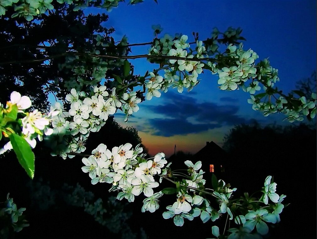 Картинки добрый весенний вечер красивые, новым