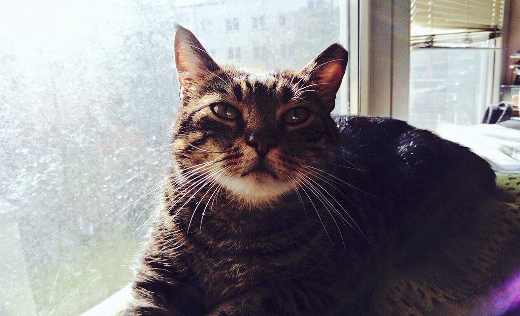 immmago's tweet image. Kociełke o poranku #pankot #ataricat