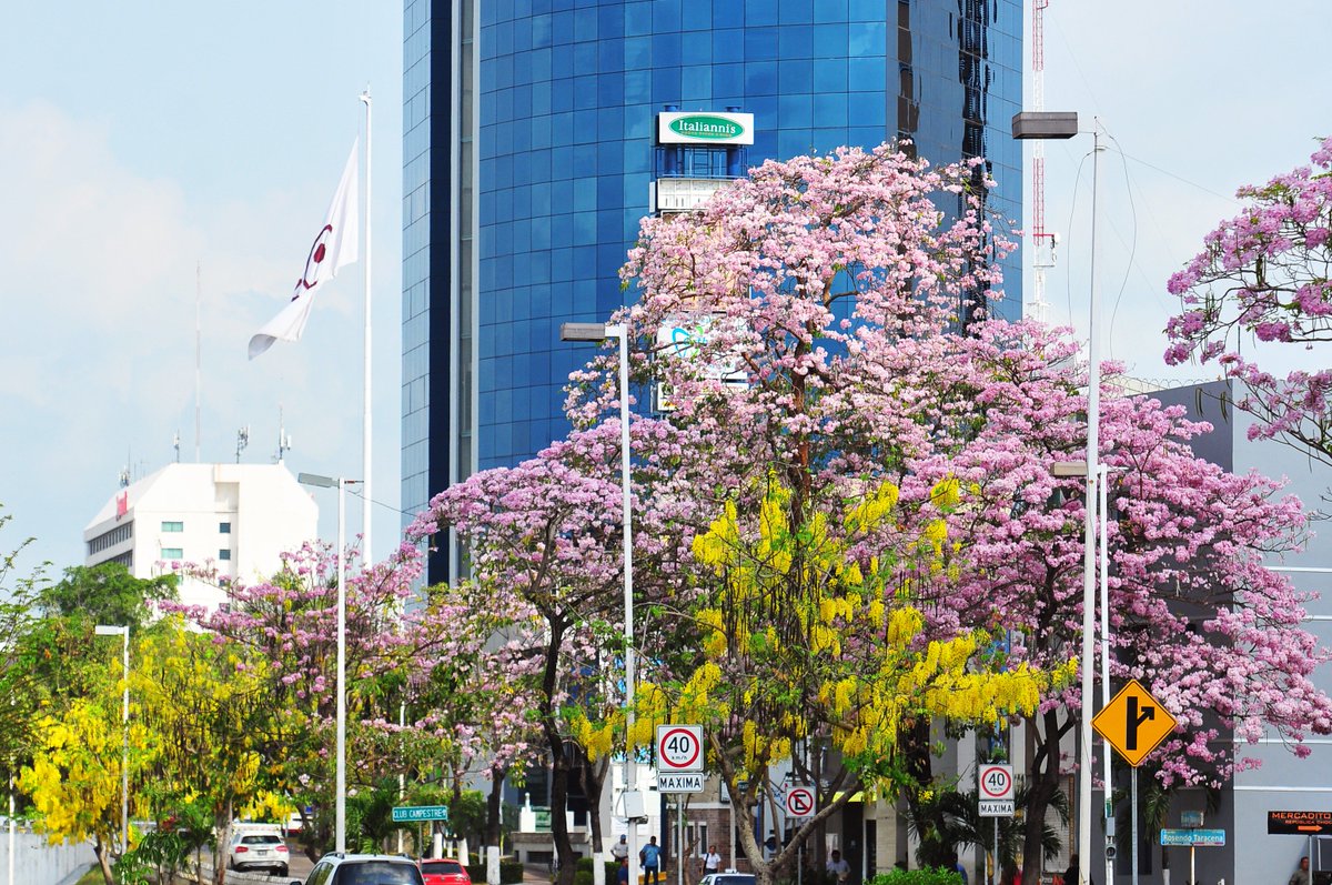 DiarioPresente's tweet photo. 📸 #Fotogaleria:  #Macuilí cubre de rosa al edén tabasqueño   https://t.co/ucGiUYbUPy      #Noticias #Tabasco #Villahermosa https://t.co/3vKJY5fUw0