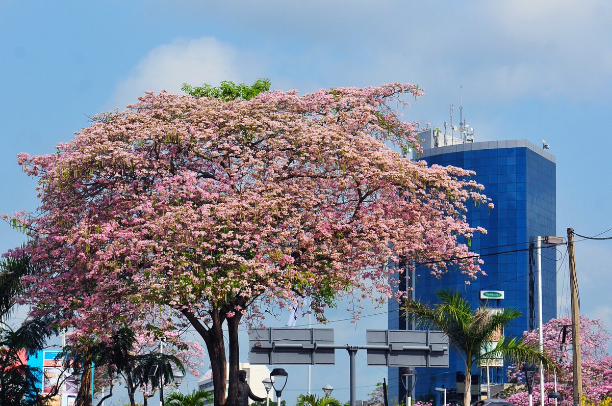 DiarioPresente's tweet photo. 📸 #Fotogaleria:  #Macuilí cubre de rosa al edén tabasqueño   https://t.co/ucGiUYbUPy      #Noticias #Tabasco #Villahermosa https://t.co/3vKJY5fUw0