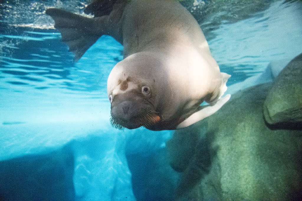 Gingers_Squad's tweet photo. What can we say she loves the camera! #WalrusCalves #walruslove #walruswatch #GingerandAku https://t.co/g4OBvtYA2J