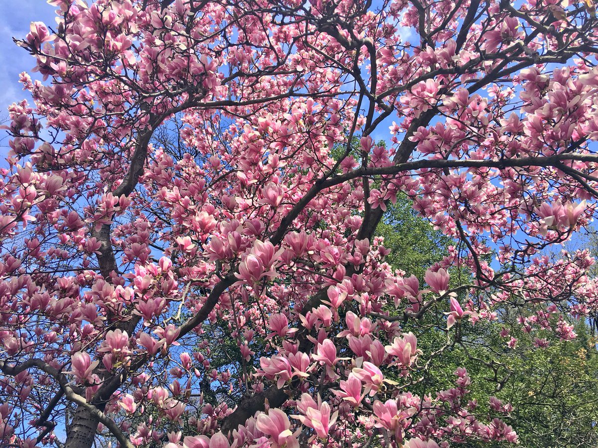 central park on twitter some of todays blooms in shakespeare garden centralparkbloomwatch - Shakespeare Garden Central Park central park on twitter some of todays blooms in shakespeare garden centralparkbloomwatch - Shakespeare Garden Central Park