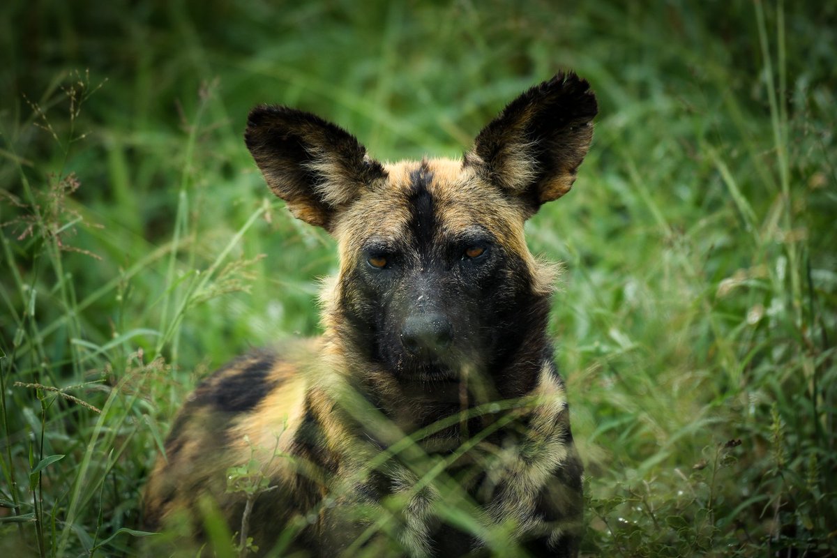_davecoulson's tweet photo. Lycaon pictus, Latin for "painted wolf". It wasn't until after taking this that I found out how rare and special it was to see an African wild dog...only 5,000 left in all of Africa. #endangered #wildlife https://t.co/QnuYX7zuUu