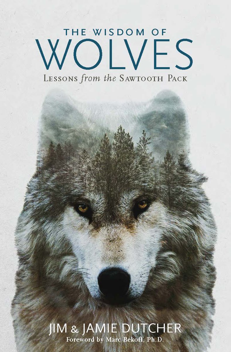 A lovely article on the message of THE WISDOM OF WOLVES and the ongoing work of Jim &amp; Jamie Dutcher on behalf of #wolves and the benefit they bring the planet. <a href="/LWWolves/">Living with Wolves</a> <a href="/NatGeoBooks/">Nat Geo Books</a> Thank you, @ecochickie
mnn.com/earth-matters/…