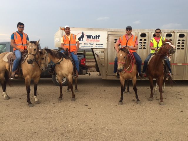 WulfCattle's tweet photo. Checking our cattle pens by horseback keeps the environment low-stress for our cattle. #cowboys #BeefIsOurBusiness #LetsTalkBeef #WulfCattle #MNBEEF #NEBEEF #SDBEEF https://t.co/eG1W60giSX