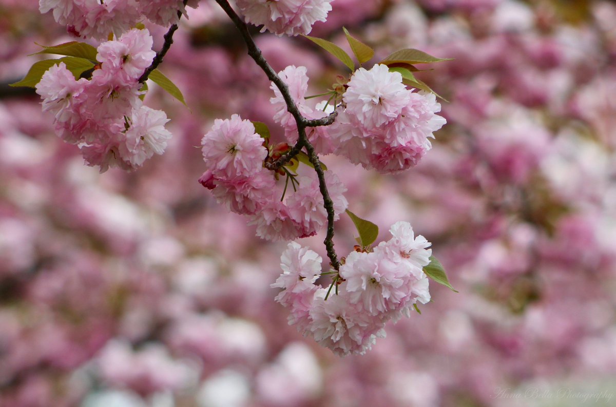 AnnaBellaPics's tweet photo. A favorite #springbloomer at its peak today .....Kwanzan Flowering Cherry #tree (Prunus serrulata) with its clusters of fragrant double deep pink blooms was introduced in the U.S. in 1903 & is native to China, Japan & Korea #StormHour #ThePhotoHour #photography #SpringTime https://t.co/k2E51AklBj