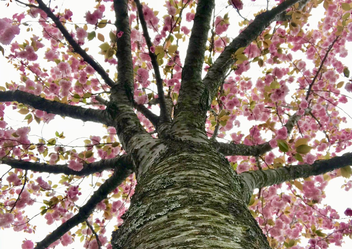 AnnaBellaPics's tweet photo. A favorite #springbloomer at its peak today .....Kwanzan Flowering Cherry #tree (Prunus serrulata) with its clusters of fragrant double deep pink blooms was introduced in the U.S. in 1903 & is native to China, Japan & Korea #StormHour #ThePhotoHour #photography #SpringTime https://t.co/k2E51AklBj