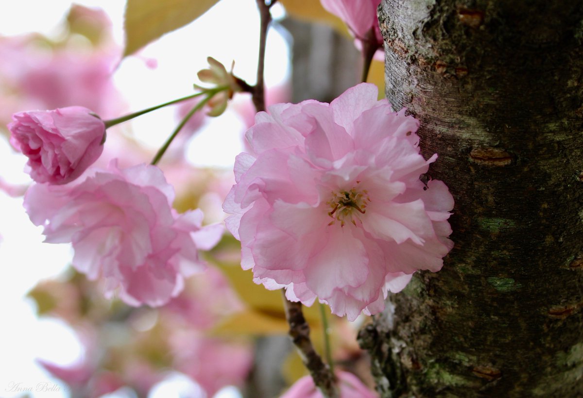 AnnaBellaPics's tweet photo. A favorite #springbloomer at its peak today .....Kwanzan Flowering Cherry #tree (Prunus serrulata) with its clusters of fragrant double deep pink blooms was introduced in the U.S. in 1903 & is native to China, Japan & Korea #StormHour #ThePhotoHour #photography #SpringTime https://t.co/k2E51AklBj