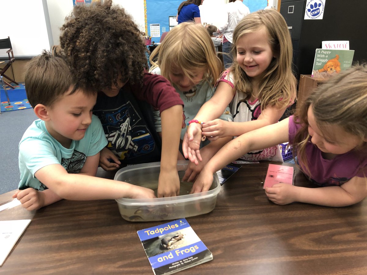 ReadingCramer's tweet photo. READ about tadpoles &amp; frogs=play with tadpoles. Yes, you can pet and hold them. How will the live tadpoles change? #engagement #nmwroars @JenTrueK https://t.co/RauJG7DPL5