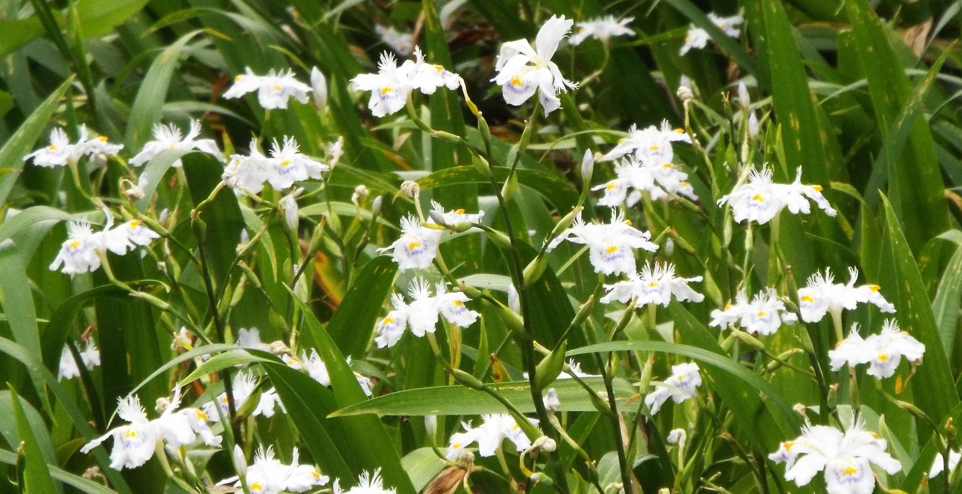 توییتر いりちゃん 花と月に魅せられて در توییتر きょう4月25日の誕生花 シャガ この花は アヤメ科ヤメ属の多年草 原産地 中国東部 ミャンマー 花言葉 反抗 抵抗 決心 私を認めて 友人が多い 清らかな愛 など T Co Kcdnq8wkrh