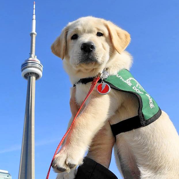 greencapes's tweet photo. Our sincerest condolences to everyone impacted by the tragic and senseless events yesterday. 
#toronto #torontostrong #torontothegood https://t.co/K66sjbL4hj