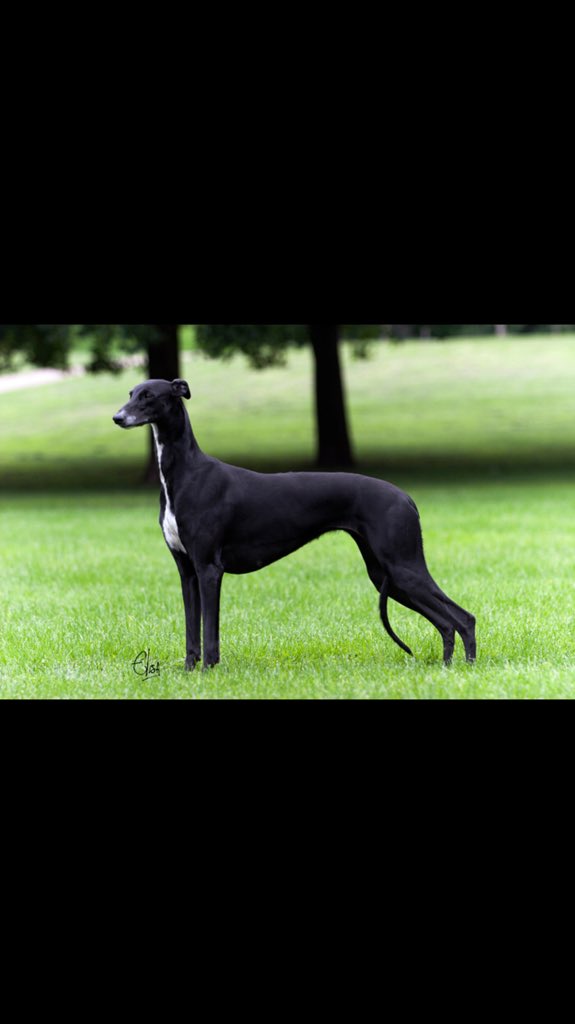 DrSusanneFarwer's tweet photo. The elegance, speed and beauty of a greyhound never ceases to amaze me.... https://t.co/WOamIWv2YI