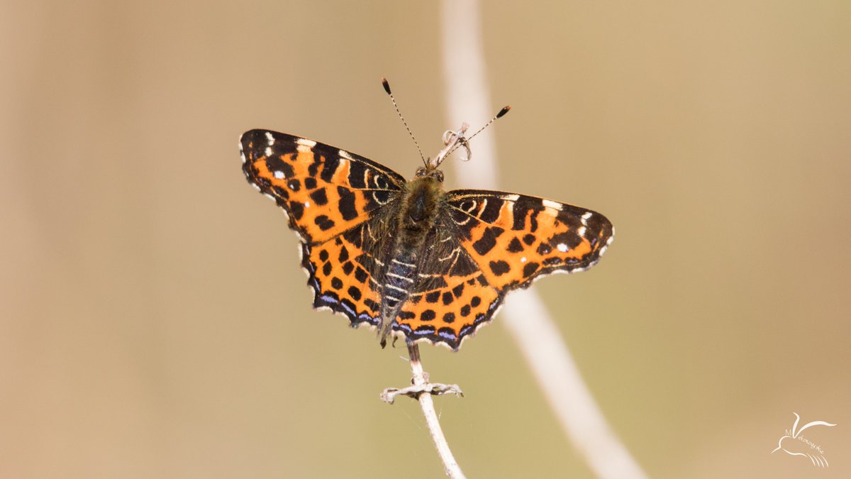 24mattie's tweet photo. Veel Vlinders dit weekend gezien in de #Baggerputten meer op mijn site https://t.co/KTHTuQ2gTv @vlinderNL @staatsbosbeheer @BoswachterAnnet #vlinders @Middengroningen https://t.co/fXKV3pHGlM