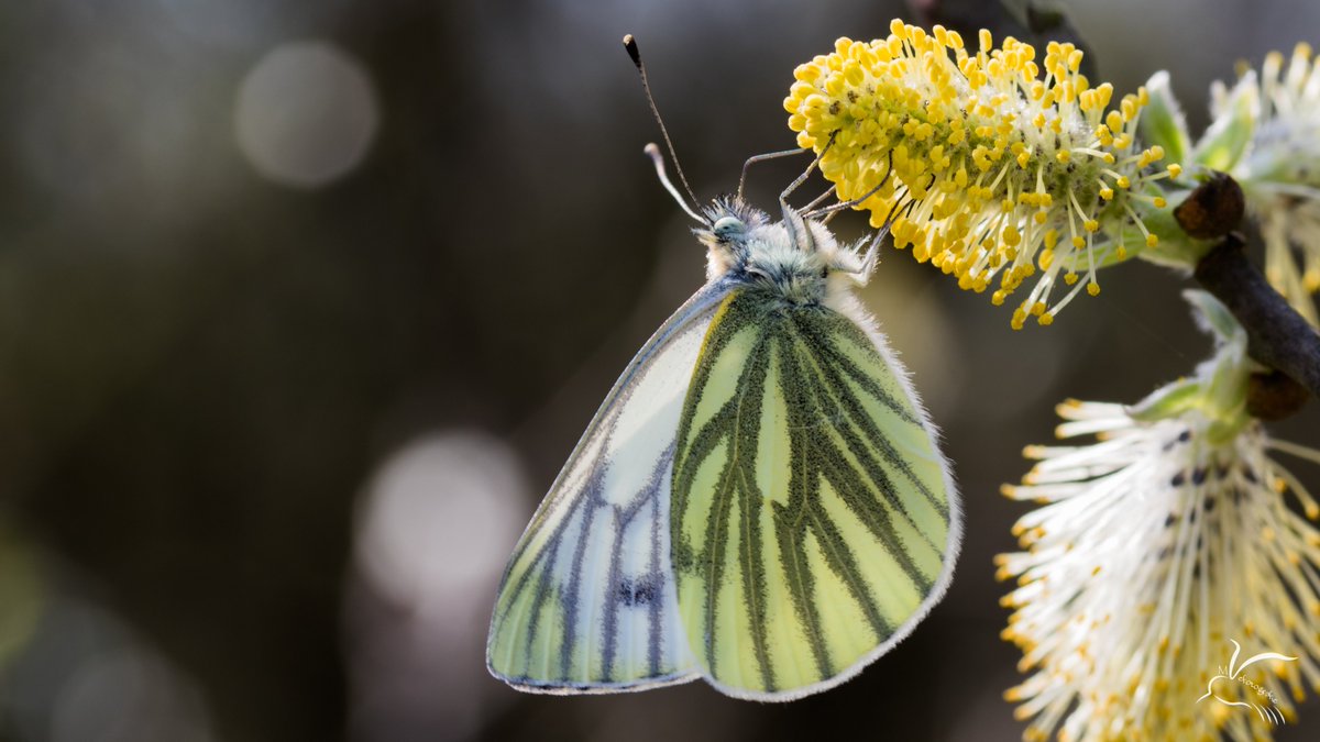 24mattie's tweet photo. Veel Vlinders dit weekend gezien in de #Baggerputten meer op mijn site https://t.co/KTHTuQ2gTv @vlinderNL @staatsbosbeheer @BoswachterAnnet #vlinders @Middengroningen https://t.co/fXKV3pHGlM