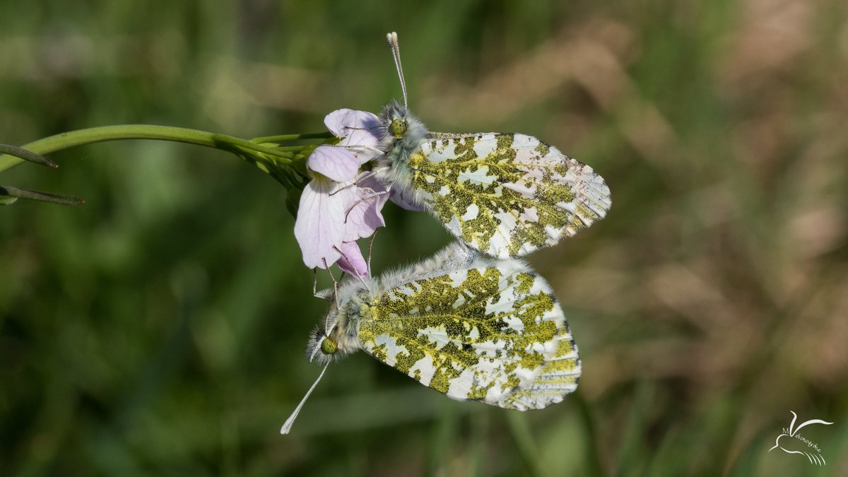 24mattie's tweet photo. Veel Vlinders dit weekend gezien in de #Baggerputten meer op mijn site https://t.co/KTHTuQ2gTv @vlinderNL @staatsbosbeheer @BoswachterAnnet #vlinders @Middengroningen https://t.co/fXKV3pHGlM