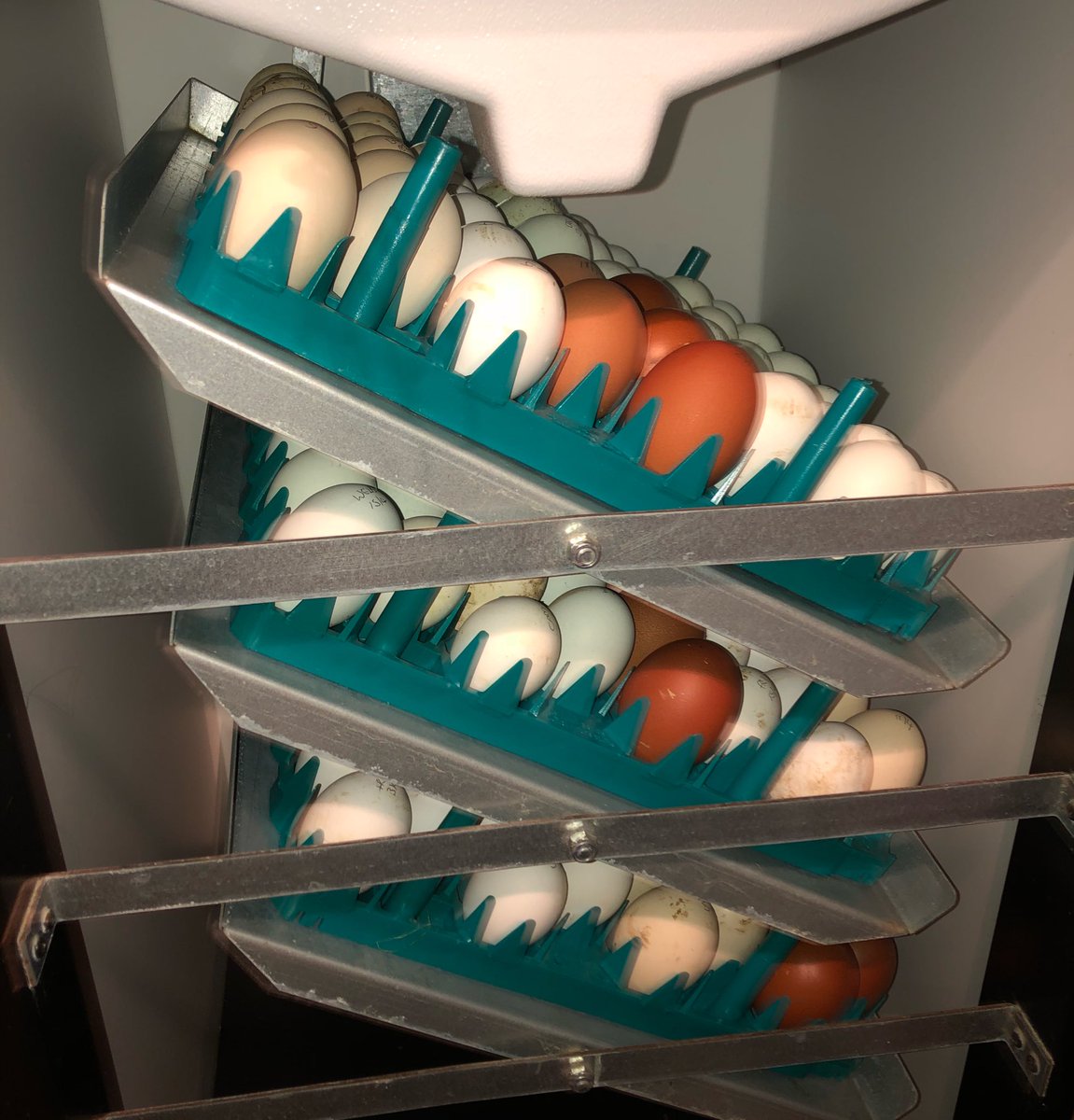 PetPoultry's tweet photo. I’ve finally got the incubator on! Many of the eggs are older than the 7 days old max I would usually consider so I’m not too hopeful but no point in having empty spaces! The slow start to spring has really messed my timings up 😖 #spring #rarebreeds #thegoodlife https://t.co/oi7yR3ogM4
