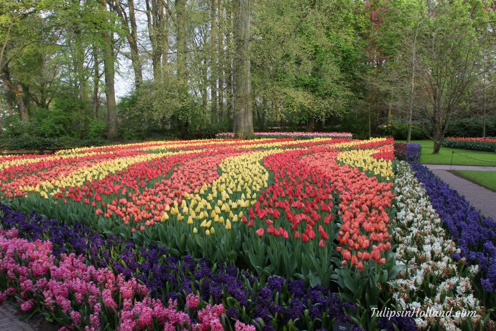 Waves of tulips next to hyacinths. I wish I could share the fragrance as well :-)

#travel to the #tulipsinholland spring 2018 bit.ly/2oDBvOM