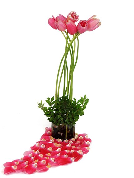 LilySunvalley's tweet photo. Join us for a French Tulip Story, Read on... https://t.co/MxCUzmiI6T
.
#FrenchTulips #AmericanGrown #TulipDesign #Tulips #FarmerFlorists #SunValley #TulipTime #Frenchies https://t.co/Bm5xABxhJL