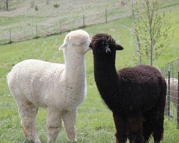 Nite nite all animal lovers 🐾💗🐾
Love is in the air...🎵🎶💕