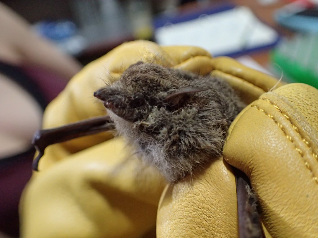 alyb_batgirl's tweet photo. Update from the Belize #batathon. Last night I met my first Proboscis #bat (Rhynchonycteris naso). So cute and fluffy, with a funny nose π https://t.co/Iq0fgqi7Gr