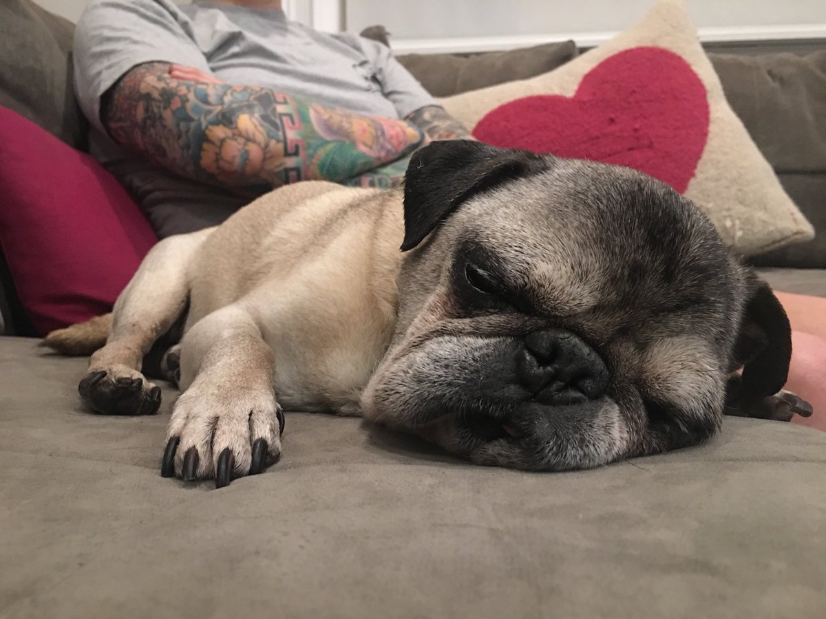 💤💤💤 Night night pals.