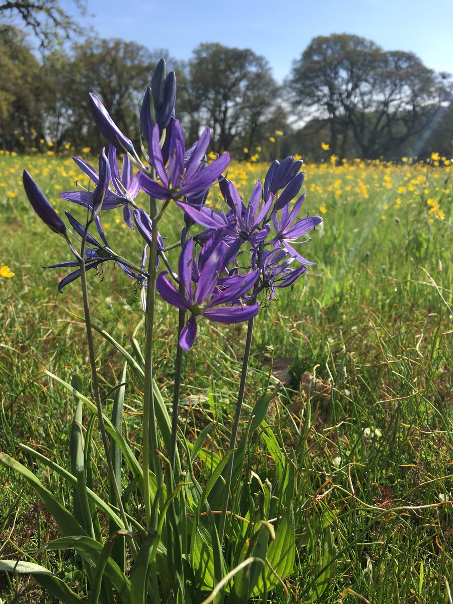 SalemArtAssoc's tweet photo. The Camas flowers of Bush’s Pasture Park are in bloom! Historically, The Kalapuya harvested the bulbs of the Camas and cooked them in earthen ovens for up to two days before the bulbs became edible. But don’t try this at home, if cooked incorrectly the bulbs can be poisonous! https://t.co/t9QAAXq9qY
