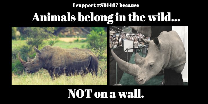 HenrySternCA's tweet photo. The ‘Iconic African Species Protection Act’ asks the ppl of CA a simple question; Do endangered animals belong in the wild? Or mounted above your mantel? Happy to report Senate Pub. Safety made the right choice today w/vote to advance #TrophyBan #SB1487: https://t.co/TgdHcBlcuA https://t.co/dsu32qoysc