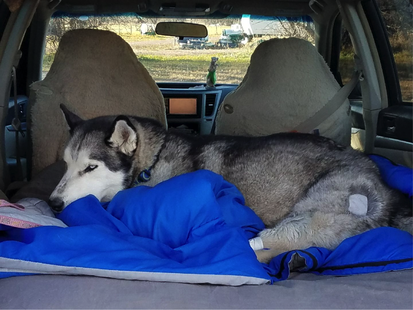 AntoinesFund's tweet photo. Cars are great places to nap, don't you think? #AntoinesTale 🐾🐾 https://t.co/cDnD702ouJ