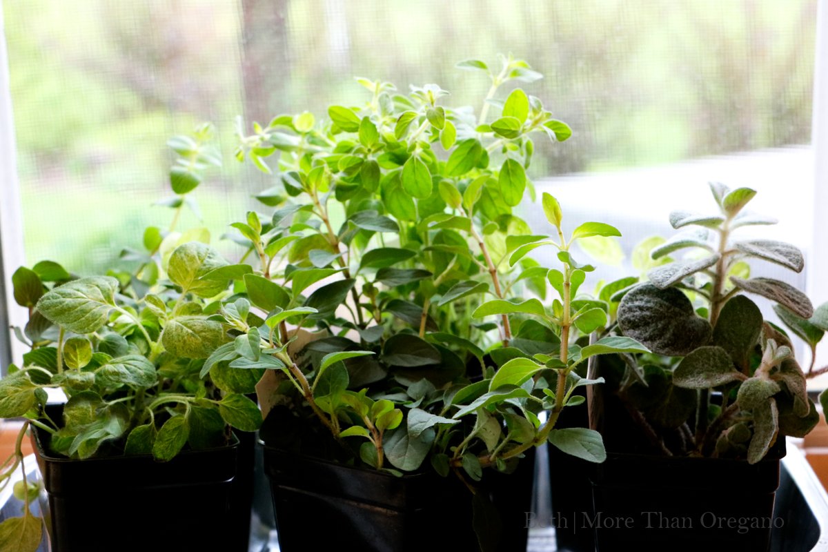 Herb planting season is right around the corner. Here are 5 beautiful oreganos to fill your herb garden and containers.  morethanoregano.com/5-flowering-or… #herbs #Green #Growyourown #Kitchengarden #Oregano