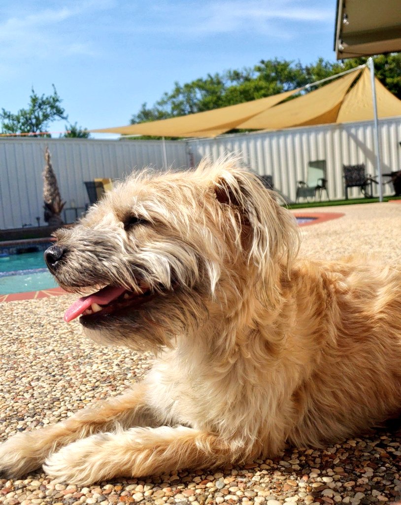 Blanton_Math's tweet photo. Enjoy what you're doing,  right now,  with who you're with. #thankmelater #happynow #lifequotes #muttlife https://t.co/vfCjg2aSOL