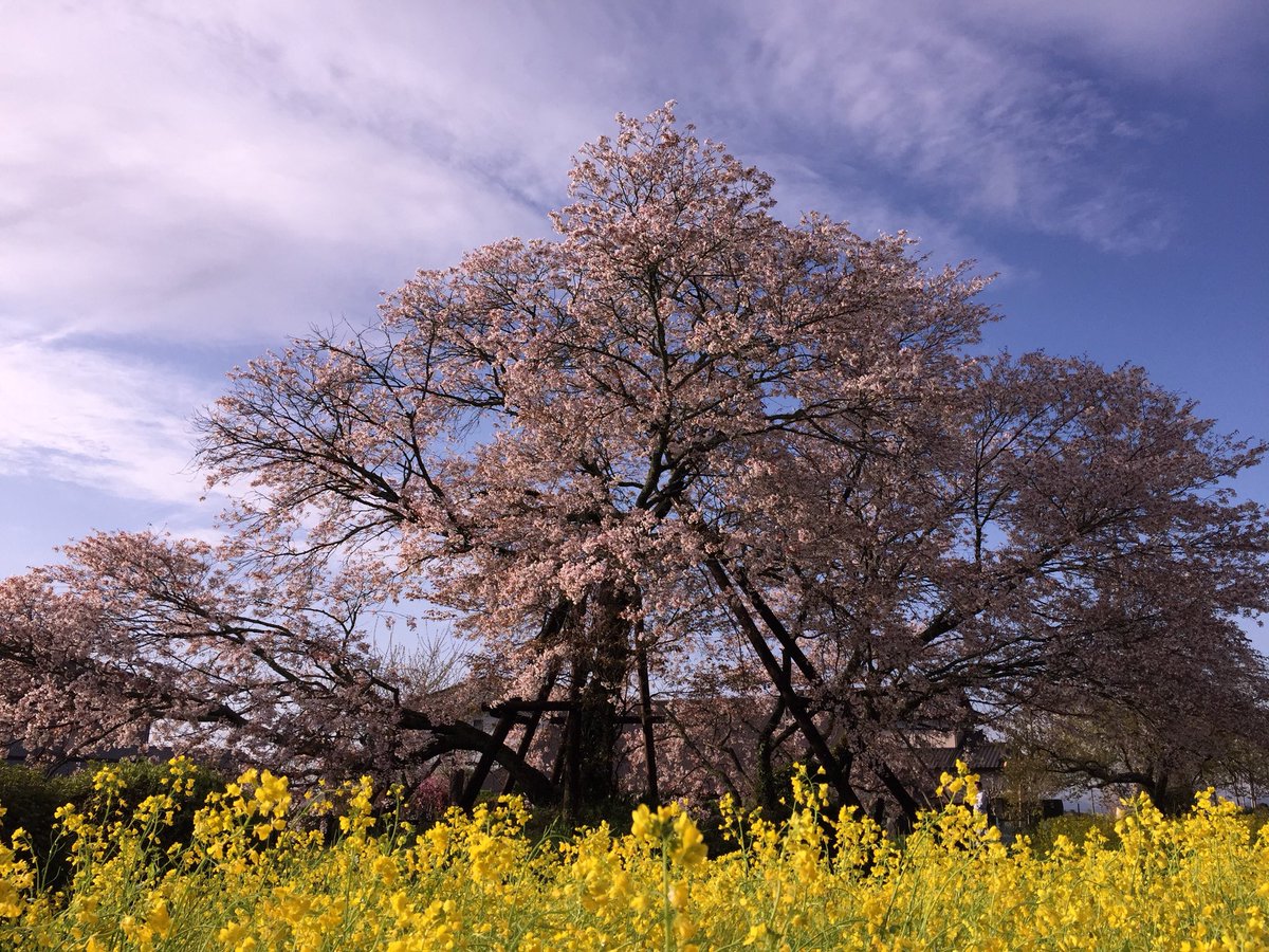 yukiusagiwhite's tweet photo. @AnnaBellaPics Wow, stunning! My favorite #springbloomer ๐ธ๐ธ๐ธ๐ธ https://t.co/w4xMj523hW