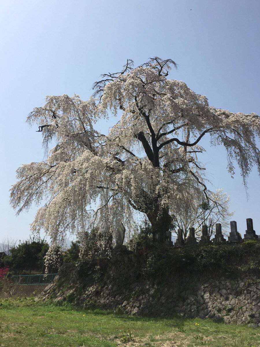 yukiusagiwhite's tweet photo. @AnnaBellaPics Wow, stunning! My favorite #springbloomer ๐ธ๐ธ๐ธ๐ธ https://t.co/w4xMj523hW