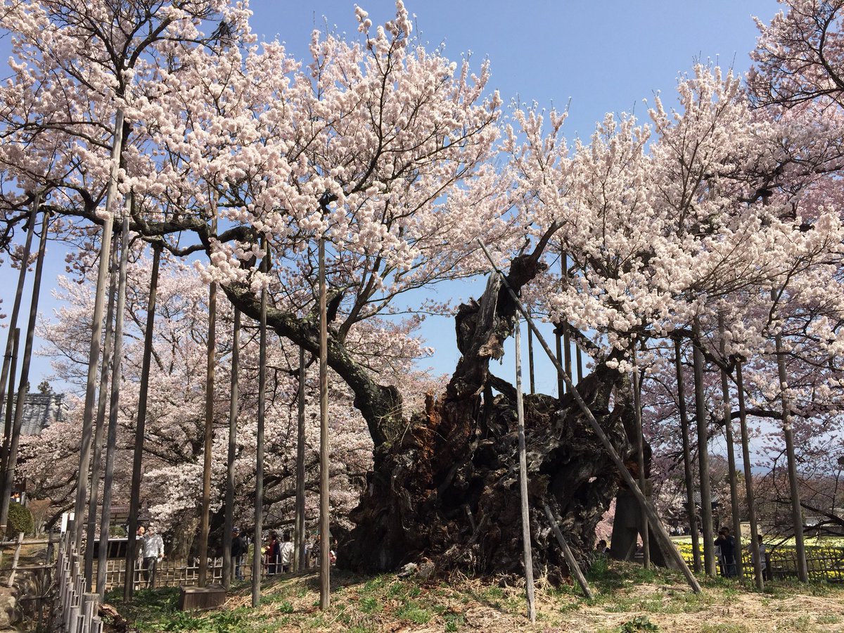 yukiusagiwhite's tweet photo. @AnnaBellaPics Wow, stunning! My favorite #springbloomer ๐ธ๐ธ๐ธ๐ธ https://t.co/w4xMj523hW