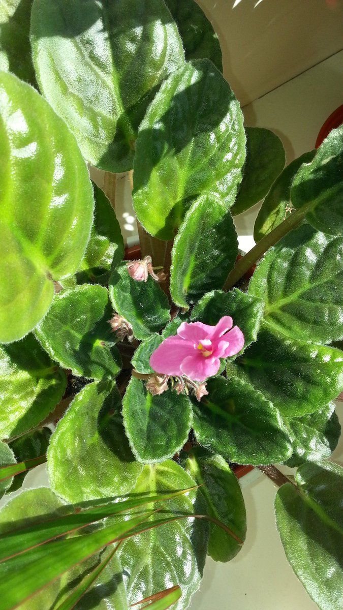 NicholasDanton's tweet photo. My African Violet looking healthy and flowering
#gardening #houseplants https://t.co/1z3PlafcUK
