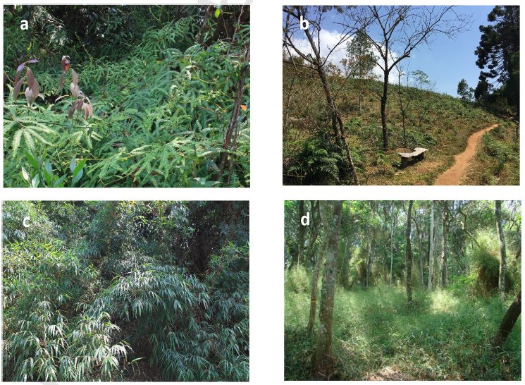 Jean Paul Metzger 🚴🏻♂️ (@jp_metzger) on Twitter photo Thinking about super-dominant populations of native species - new manuscript from Vania Pivello and colleagues. <a href="/PerspectEcolCon/">Pecon_elsevier</a> sciencedirect.com/science/articl… Thinking about super-dominant populations of native species - new manuscript from Vania Pivello and colleagues. <a href="/PerspectEcolCon/">Pecon_elsevier</a> sciencedirect.com/science/articl…