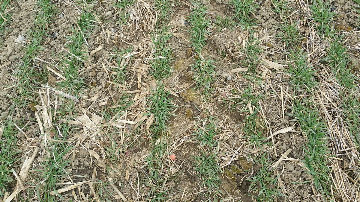 farmerschneck's tweet photo. #spray18 some uan/ats on #wheat18 today ahead of warm rain. Great crop condition spite #monsoon2017 #ontag @JoFollings @WheatPete @GillesQuesnel your sulfur plot is done. https://t.co/e9edQp2VQO