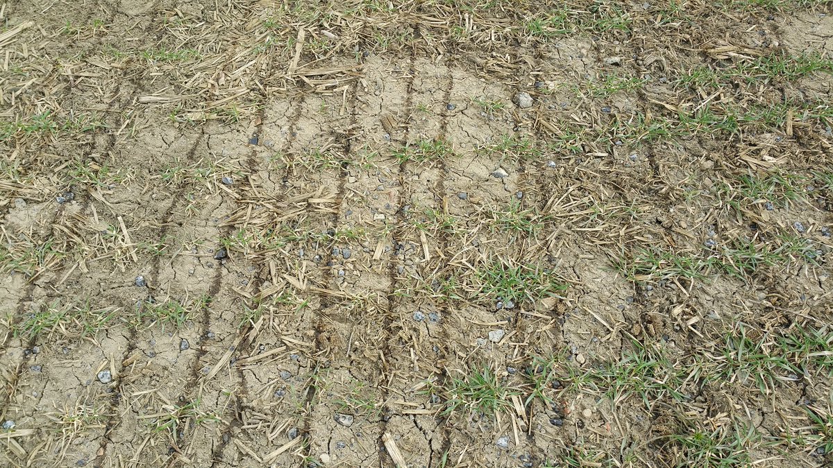 farmerschneck's tweet photo. #spray18 some uan/ats on #wheat18 today ahead of warm rain. Great crop condition spite #monsoon2017 #ontag @JoFollings @WheatPete @GillesQuesnel your sulfur plot is done. https://t.co/e9edQp2VQO