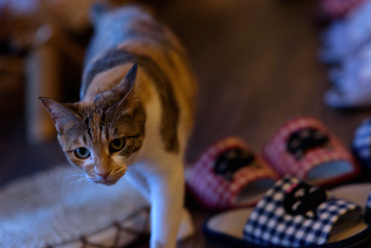 teruhirokaji's tweet photo. 最近のスナップ
#猫 #cats #photograph #スナップ #snapimals https://t.co/pzpeqEm3On