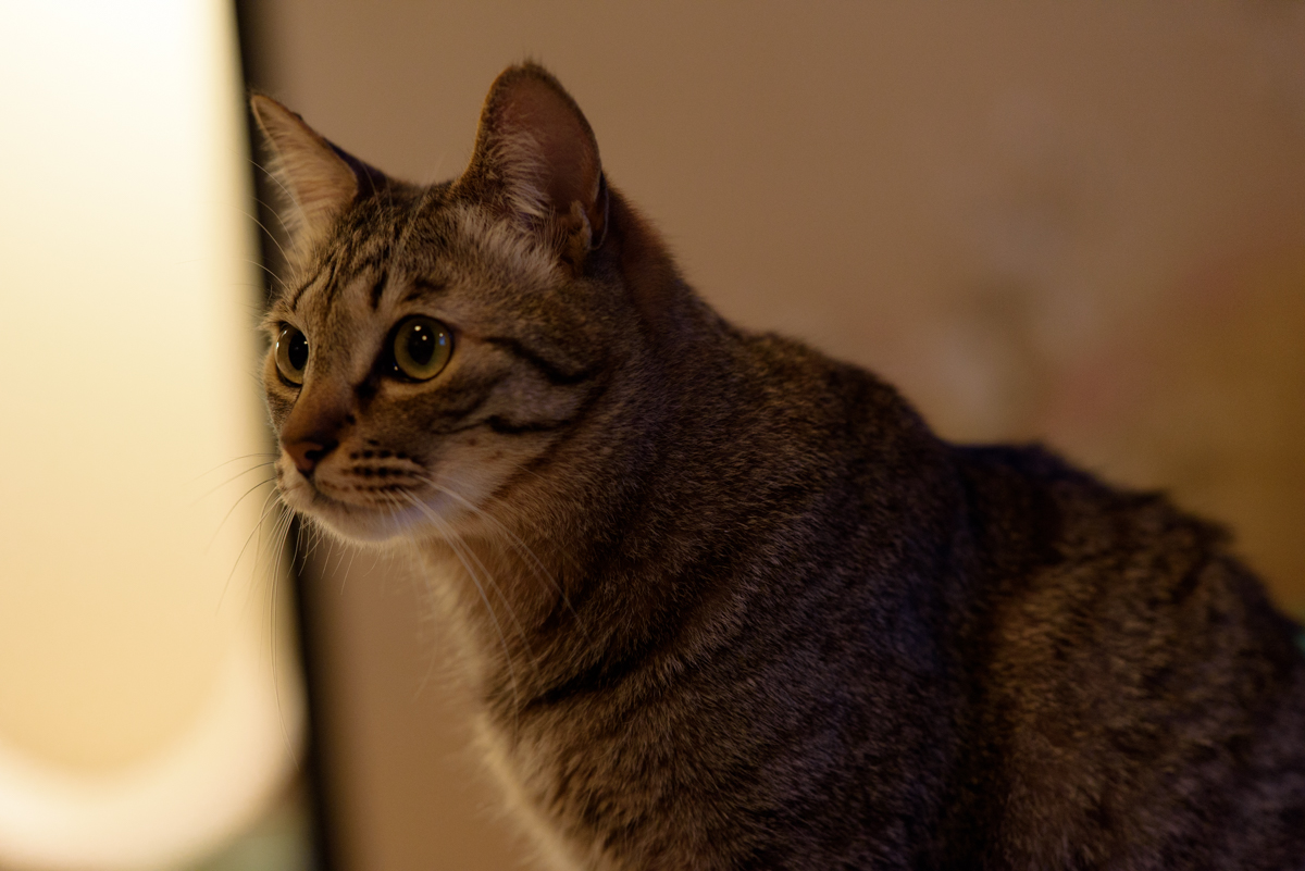 teruhirokaji's tweet photo. 最近のスナップ
#猫 #cats #photograph #スナップ #snapimals https://t.co/pzpeqEm3On