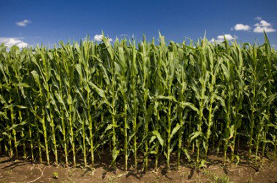 wnymedia's tweet photo. @blorchardpark @GProgressives @WNYDem4Progress @wnypeace @WNY_Resists @TrueFactsStated @SerialCompanion @SDWNY @RepChrisCollins #fieldofcorn https://t.co/cYG6sGKLil