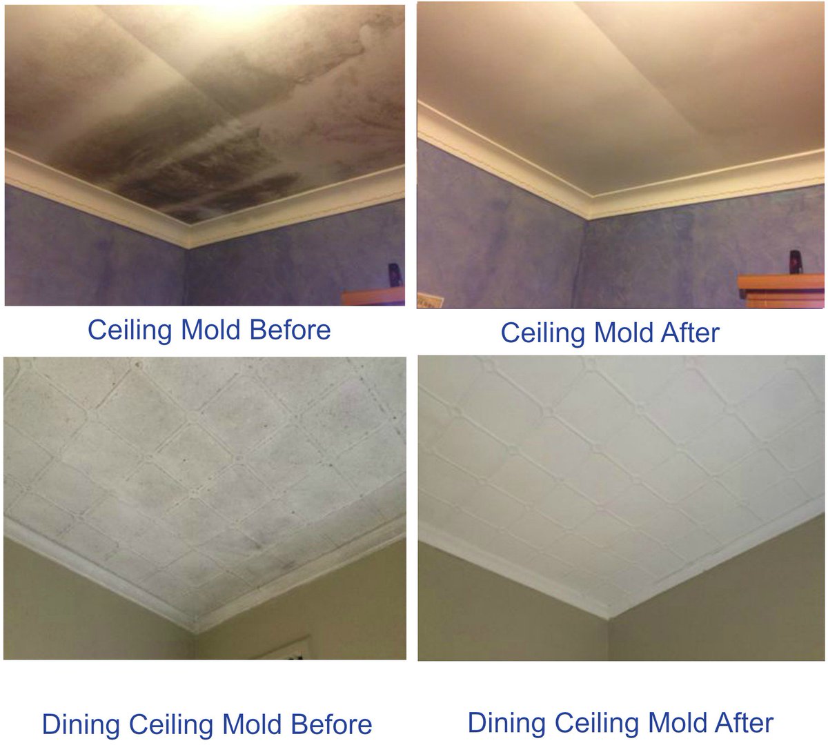 Mouldgone Mouldgone Twitter